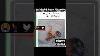 wafadar marny k Baad b sath nhi chorty 😱😭 explore hen morgan bird animal jertabhumanity fyp [upl. by Verner317]