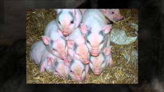 Micro Pigs For Sale Feb 2013  LancashireMicroPigscouk [upl. by Fin]