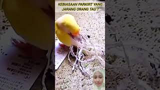 Kebiasaan Burung Ini Yang Tak Banyak Orang Tahu [upl. by Lyrrehs]