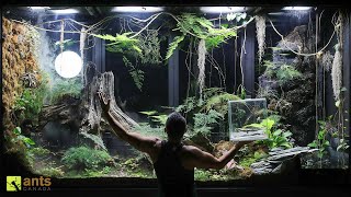 I Added a Second Lizard into My Giant Rainforest Vivarium [upl. by Carrew]