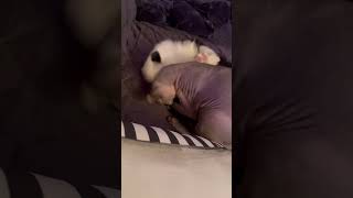 🥹❤️❤️sphynx shorts sphynxcats furbaby playtime [upl. by Aiuqes574]