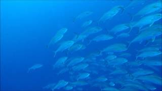 Spearfishing Corfu amberjack empties reel in a few seconds [upl. by Strohl]