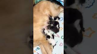 Motherly love cutecatandpuppyworld mom motherhood cuteanimal mama [upl. by Ater]