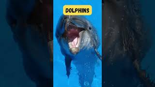 Land amp Sea Animal Adventure Song for Kids  Fun Animal Learning  Phonics amp Singing  abcd kids [upl. by Airdni414]