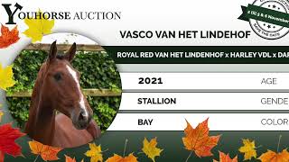 Vasco van het Lindehof just saddle broken [upl. by Noyar145]