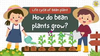 Life Cycle of a Bean Plant [upl. by Zarger]