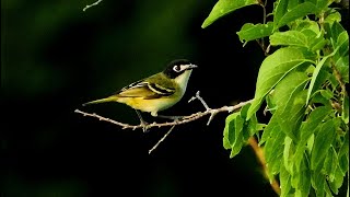 Black Capped Vireos  Pat ONeil Bird IDs [upl. by Linc]