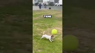 Perro juega futbol [upl. by Nomi]