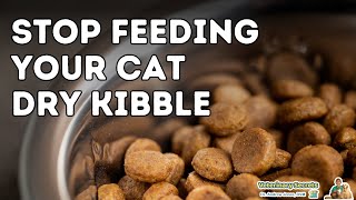 Dangers of Dry Cat Food [upl. by Nomit]