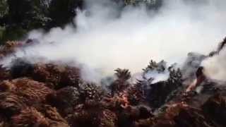 Palm oil branch burning [upl. by Idette]