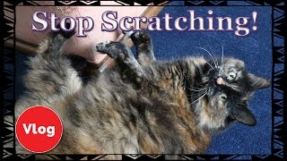 How To Make Your Cat Stop Scratching Your Furniture Make Your Own Cat Repellent Spray  COMPETITION [upl. by Ahsiet]