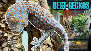 I FOUND 4 NEW BABY TOKAY GECKOS TAMING TOKAYS Gekko gecko [upl. by Meill]