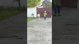 DOGO ARGENTINO dog americanbully pitlove dogbreed dragonspitkennel motivation pitbull shorts [upl. by Avilys583]