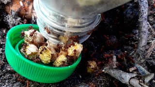 ✅ HORMIGAS 🐜 distraídas para que no se COMAN las PLANTAS  ALTERNATIVA 1🌱 [upl. by Asira91]