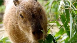 Capybara eat bamboo grass [upl. by Uwkuhceki]