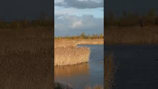 nature biesbosch wildlife birds wildlifephotography birdslover netherlands [upl. by Leacim]