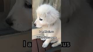 Meet Maximus The Maremma Guardian Puppy [upl. by Enimassej]