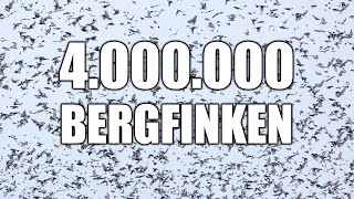 Was für ein Spektakel  Millionen Finken am Massenschlafplatz [upl. by Eelana122]