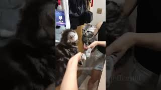 Funny cats shortvideo funny cat funnypetschannel pets yourcat catschannel yourpet [upl. by Mcginnis]