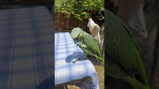 Loro que habla ❤️porque ya tan precioso 😍 parrot loros mascotas cotorro cotorrisa cotorra [upl. by Ellenar]