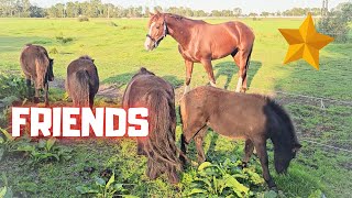 Friends for Rising Star⭐ Ponies and foals  Friesian Horses [upl. by Cherlyn]