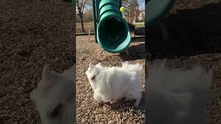 Seek and Fetch American Eskimo dog fetching challenge shortsviral [upl. by Ahsennod]