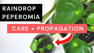 Peperomia Polybotrya Care  Propagation amp 3month result  Raindrop peperomia Coin leaf peperomia [upl. by Pucida]