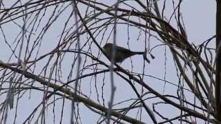 Siberian Chiffchaff song [upl. by Mastat]