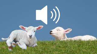 Lamb baby sheep baaing bleating sound effects SFX HD [upl. by Ahsikam778]