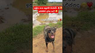 අන්තිම ටික තමා මරුම🤣Aki girl🐶💕 viralvideo shorts youtube dog pet funny comedy fyp [upl. by Erika780]