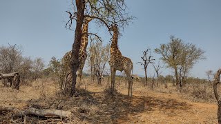 10000 km inside the Kruger in 4 times  Kruger National Park [upl. by Sinclare]