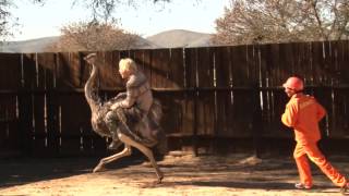 Tim Charody goes ostrich riding [upl. by Ruzich66]