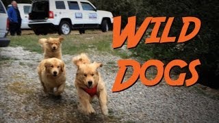 WILD DOGS  The Mayors of Idyllwild 2014 [upl. by Proudlove800]