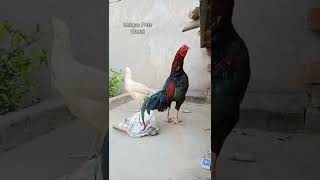 Aseel Rooster And Hen Clucking Sounds  Chicken Sound  Hen Clucking Sound shorts [upl. by Elmo193]