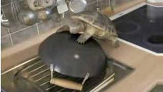 Tortoise courtship of amp mating with wok [upl. by Eenrahc]