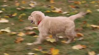 Golden Retriever Puppy For Sale [upl. by Leummas202]