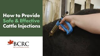 How to provide safe and effective cattle injections [upl. by Assetnoc658]