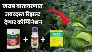 कोबी 🥬 पिकात फवारणी  Best Spray Combination  Nativo  Fenos Quick  Strepto 💯✅ cabbage [upl. by Pampuch]