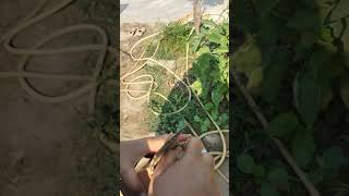 How to grow mushroom at home🍄 मशरूम कैसे उगाए घर में 🍄✅🥰naturelovers [upl. by Rentschler]