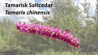 Tamarisk Tamarix chinensis or T aphylla at Lake Casitas Reservoir [upl. by Catton]