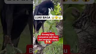 Lihat burung ini menyamar jadi daun ketika elang mau memangsanya [upl. by Malena483]