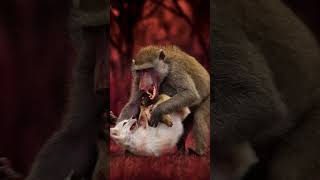 Baboon vs Eagle Tortoise Fox Chimpanzee Black Panther Gorilla [upl. by Hephzipa]