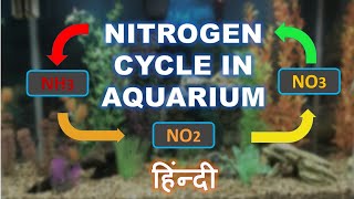 Nitrogen Cycle in Aquarium  Biological Filtration basics in HINDI  Beginners Aquarium Guide 3 [upl. by Reine]