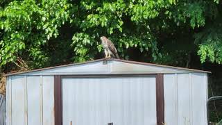 Immature Red Tailed Hawk Call [upl. by Sheff405]