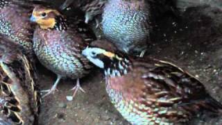 Bobwhite Quail 2 year old part 2 [upl. by Pace]