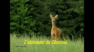 Aboiement du chevreuil [upl. by Sanbo]