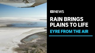 Wet weather brings Lake Eyres plains to life in Central Australia  ABC News [upl. by Aivle]