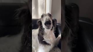 abby cries about puppy problems part 1 borzoi puppy dogsofyoutube petshorts sisters dogs [upl. by Derek348]