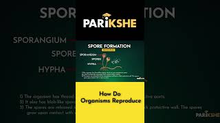 Spore Formation in Rhizopus Animation sslcscience [upl. by Itnahsa]