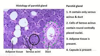 Exploring the Histology of the Parotid Gland [upl. by Jarvis]